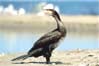 Kormoran czarny     Phalacrocorax carbo     Cormorant     Grand cormoran
