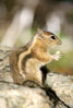 Wiewiórka ziemna  Citellus lateralis  Golden-Mantled Squirrel  Goldmantelziesel  Goldmantel- Ziesel