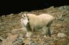 Kozioł śnieżny  Oreamnos americanus  Mountain Goat  Schneeziege  Bergziege Schneegmse  chèvre de montagne