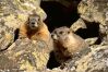 Świstak  Marmota flaviventris  Yellow-bellied Marmot   Gelbbuchiges Murmeltier   marmotte à ventre jaune