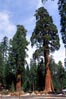 Park Narodowy Sekwoja, Sequoia  National Park, Sequoia Natl. Park,  sekwoja olbrzymia, mamutowiec olbrzymi, Giant Sequoia, Sequoiadendron giganteum, Mammutbaum, Riesen-Sequoie, séquoia géant