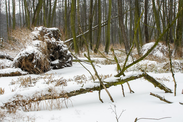 Zakole Wawerskie - las olchowy 
wykrot 
alder forest